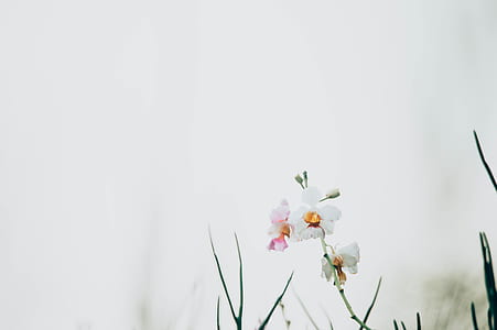 white flowers thumbnail