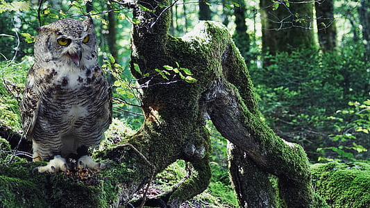 grey owl near green covered grass wooden tree thumbnail