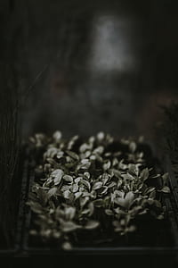 selective focus grayscale photography of grass thumbnail