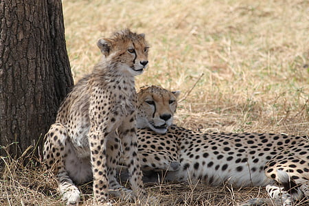 two cheetah beside tree during daytime thumbnail