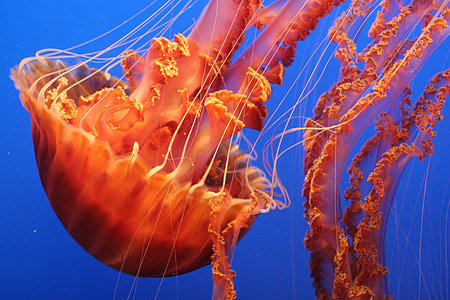 underwater orange jellyfish thumbnail