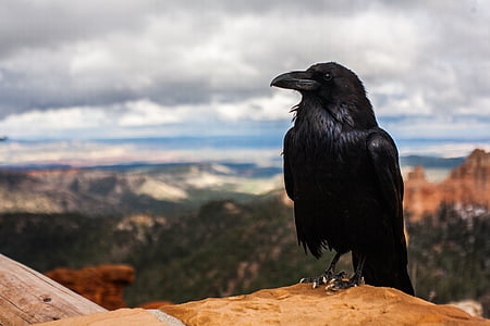 black crow thumbnail