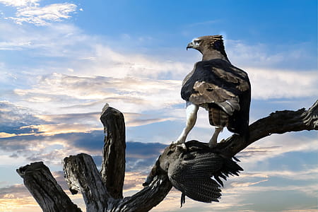 Eagle Perched on Tree Branch thumbnail
