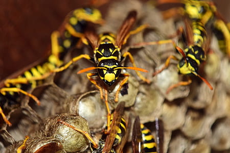 Wasps Nest thumbnail