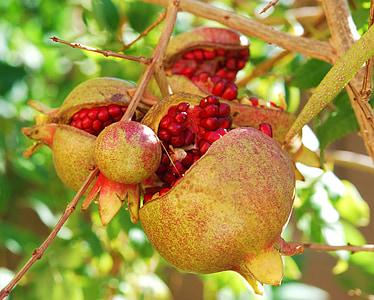 closeup photo of gray and red pomegranate fruits thumbnail