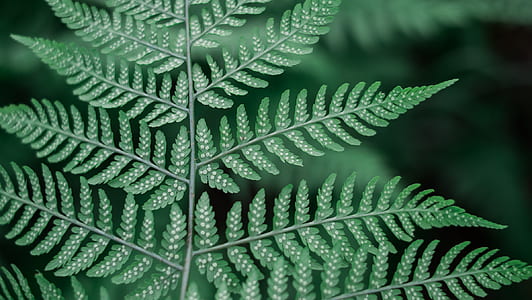 macro shot photography of green leafed plant thumbnail