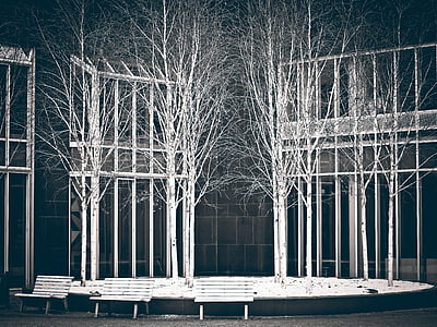 white withered trees near benches thumbnail