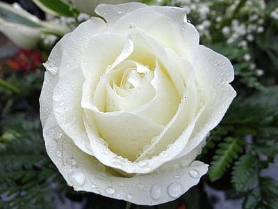 close view of white rose with dew drops thumbnail