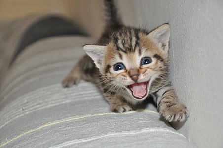 selective focus photography of brown tabby kitten thumbnail