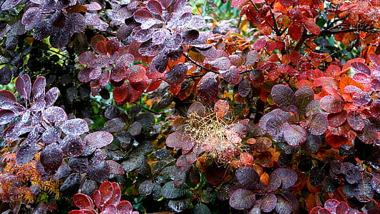 close-up photo of purple and red leafed plants thumbnail