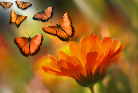 shallow focus on orange flower with butterflies thumbnail