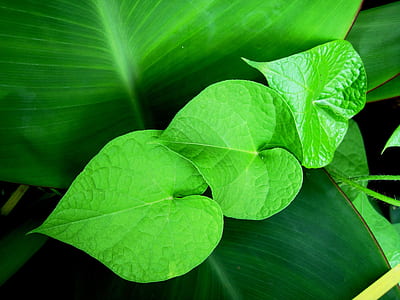 shallow focus of green leaves photography thumbnail
