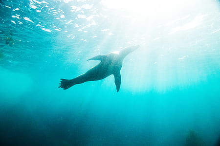 black seal swimming underwater thumbnail