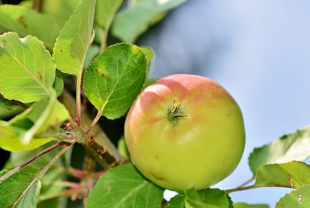 round green and red fruit thumbnail