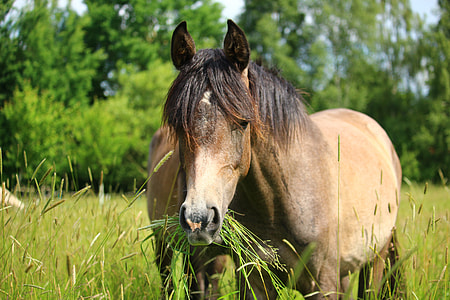brown horse eating grass thumbnail