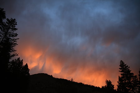 silhouette photo of trees thumbnail