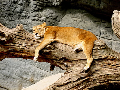 brown lioness on tree trunk thumbnail