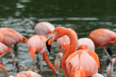 pink flamingos thumbnail