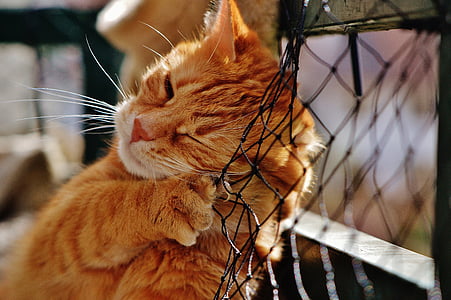 orange Tabby cat on black net thumbnail