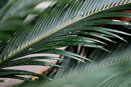 green leaf plant thumbnail