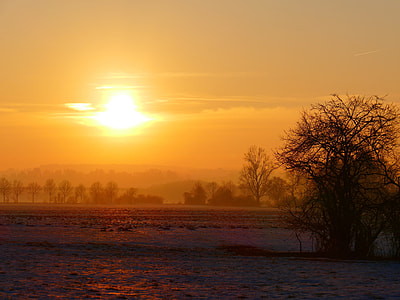 brown bare tree in front of sunset thumbnail