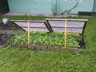 bokchoy covered with mesh screen thumbnail