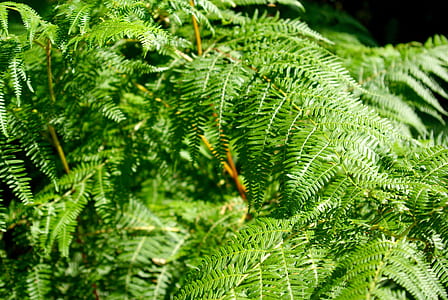 closeup photo of green grass thumbnail