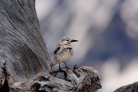 brown and black bird thumbnail