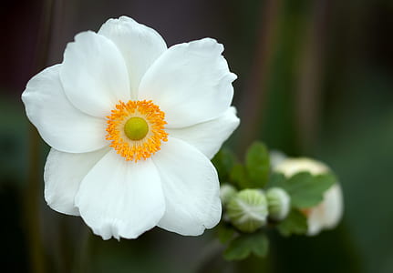 white anemone poppy selective-focus photo thumbnail