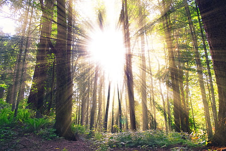 tree under crepuscular rays thumbnail