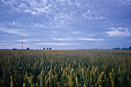 Corn field before night thumbnail