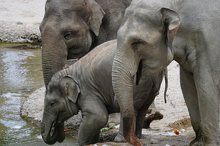 family of elephant near body of water thumbnail