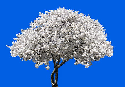 white tree against blue background thumbnail