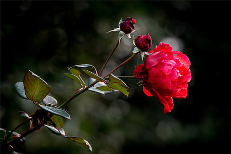 macro shot photography of red rose thumbnail