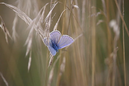 blue butterfly on white plant thumbnail