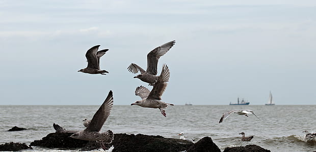 photo of flying seagulls near body water thumbnail