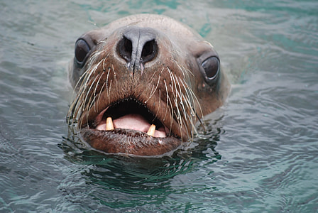 Stellar Sea Lion, Wildlife Nature thumbnail