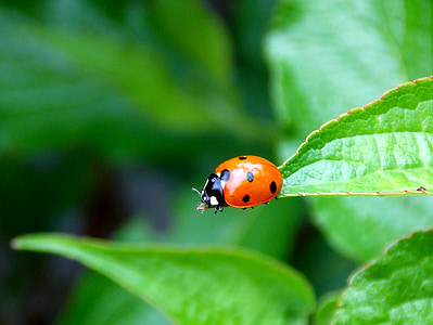 orange ladybug on green leaf plant thumbnail