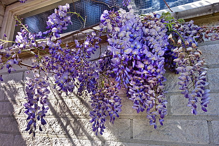 purple flowers on wall thumbnail