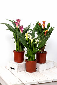pink, orange, and white calla lilies thumbnail