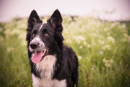 adult black and white Border Collie standing on green grass thumbnail