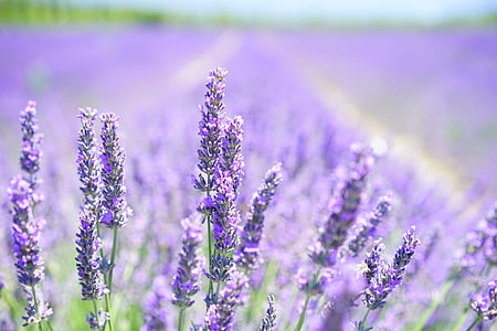 purple lavender flower field thumbnail