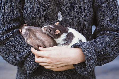 photo of person holding two brown and black-and-white mice thumbnail