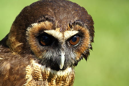 close-up photo of brown and white owl thumbnail
