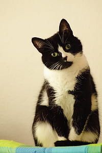 short-coated white and black cat thumbnail