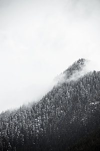 grayscale photography of trees thumbnail