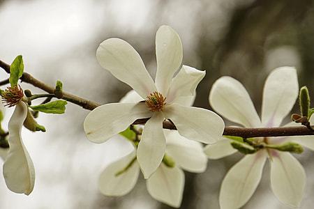 white petal flowers thumbnail