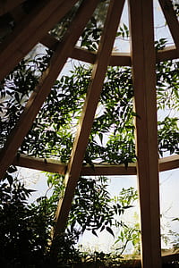 wood, building, plant, ceiling thumbnail