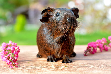brown guinea pig on brown surface thumbnail