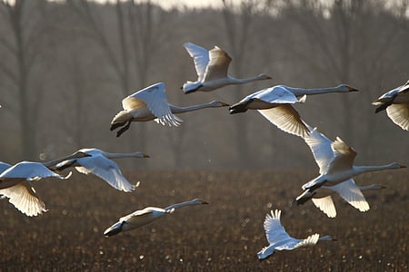 flock of pelican thumbnail